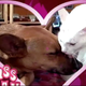 Illustration for article titled Your Obligatory, Adorable Puppy Bowl VII Highlights